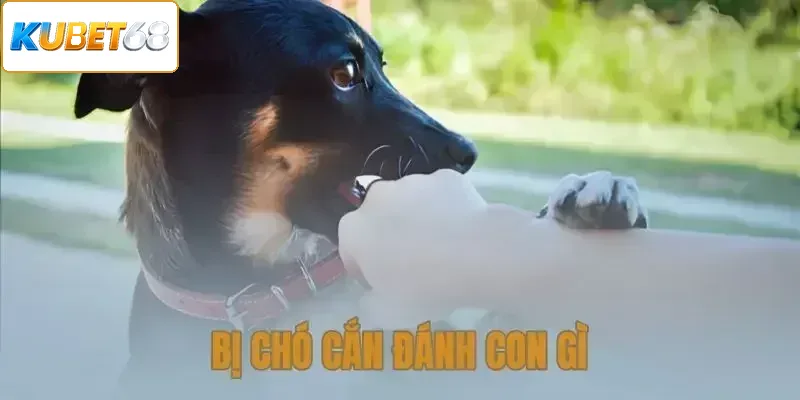 Bị Chó Cắn Đánh Con Gì