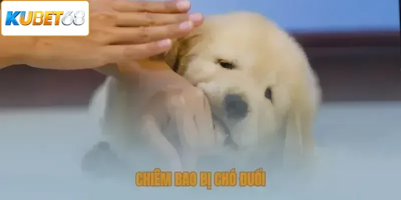 Chiêm bao bị chó đuổi và cắn báo hiệu chủ nhân mộng mị đang gặp áp lực
