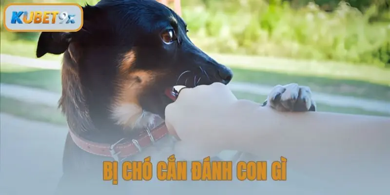 Bị Chó Cắn Đánh Con Gì